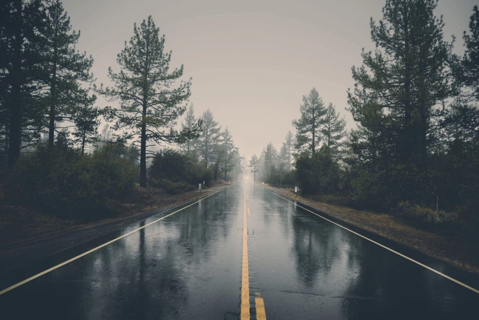 A wet, empty road flanked by trees on a foggy day.