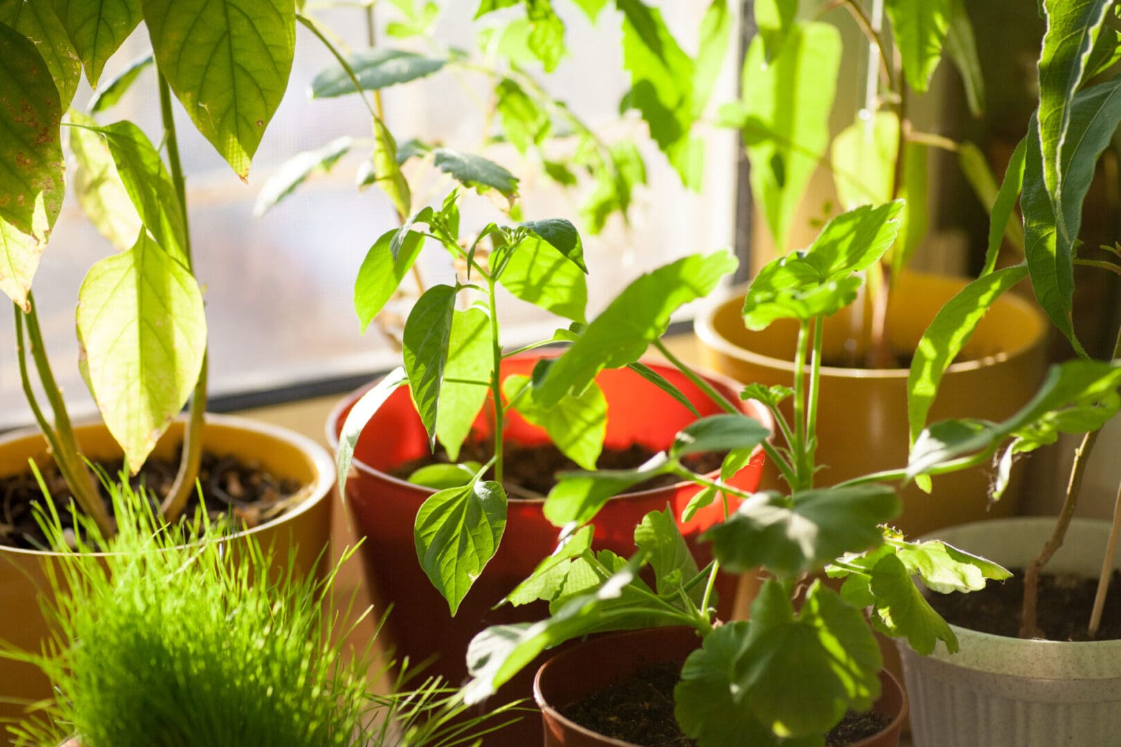 Indoor plants basking in sunlight on a plant windowsill.